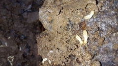 Reticulitermes flavipes