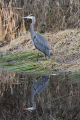 Ardea herodias fannini