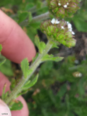 Pseudoselago peninsulae