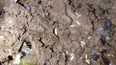 Reticulitermes flavipes