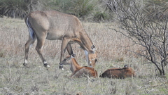 Boselaphus tragocamelus