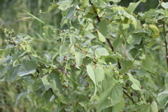 Abutilon trisulcatum