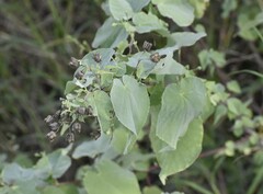 Abutilon trisulcatum