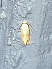 Platphalonidia magdalenae