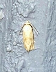 Platphalonidia magdalenae