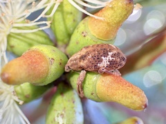 Oxyops fasciatus