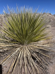 Dasylirion leiophyllum