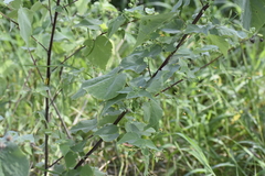 Abutilon trisulcatum