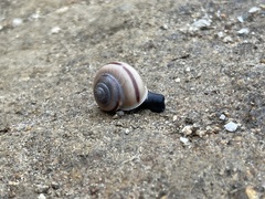 Cahuillus indioensis