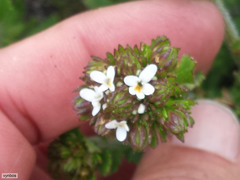 Pseudoselago peninsulae