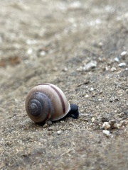 Cahuillus indioensis
