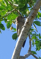 Melanerpes uropygialis