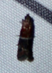 Moodna ostrinella