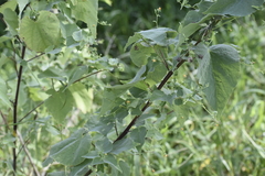 Abutilon trisulcatum