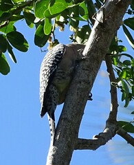 Melanerpes uropygialis