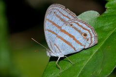 Cepheuptychia glaucina