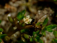 Crassula helmsii