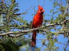 Cardinalis cardinalis