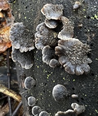 Resupinatus trichotis