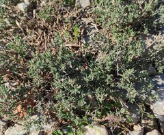 Thymus vulgaris
