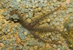 Ophiothrix