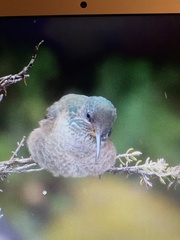 Oreotrochilus chimborazo