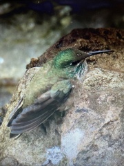 Oreotrochilus chimborazo