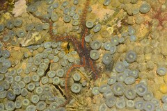 Ophiothrix