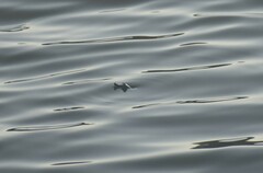 Apalone spinifera emoryi