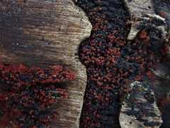 Hydropisphaera peziza