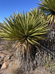 Yucca faxoniana
