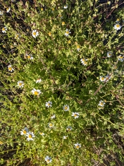Perityle crassifolia