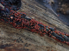 Hydropisphaera peziza