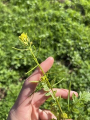 Sisymbrium erysimoides