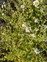 Perityle crassifolia