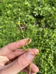 Sisymbrium erysimoides