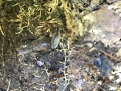 Oniscus asellus