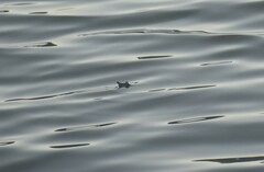 Apalone spinifera emoryi