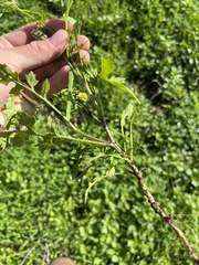 Sisymbrium erysimoides