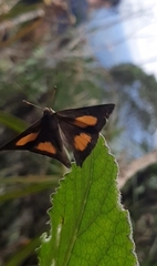 Euselasia thucydides