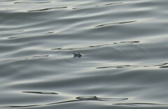 Apalone spinifera emoryi