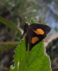 Euselasia thucydides