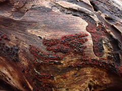 Hydropisphaera peziza