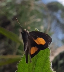 Euselasia thucydides