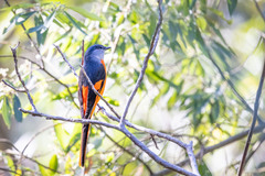 Pericrocotus solaris