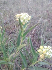 Asclepias mellodora