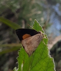 Euselasia thucydides