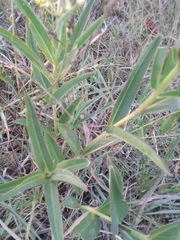Asclepias mellodora