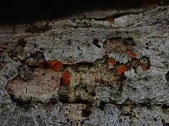 Tulasnella aurantiaca