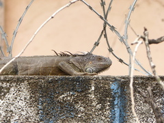 Iguana iguana